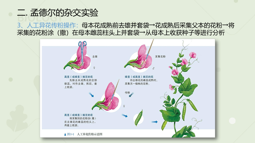 高中生物人教版（2019）必修二1.1 孟德尔的豌豆杂交实验（一）（教学课件）（18张ppt）