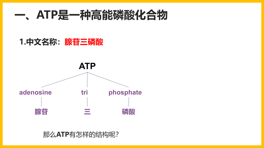 5.2细胞的能量“货币”ATP课件（共25张PPT1个视频）-人教版（2019）必修1