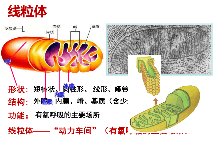 人教版生物高中必修一3.2-细胞器——系统内的分工合作(58张PPT)