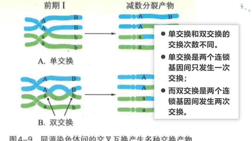 浙科版（2019）必修二  4-2基因重组使子代出现变异(共59张PPT)