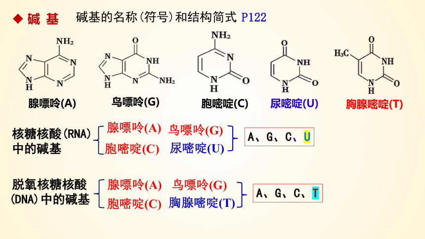 4.3 核酸-(共43张PPT)高二化学课件（人教版2019选择性必修3）