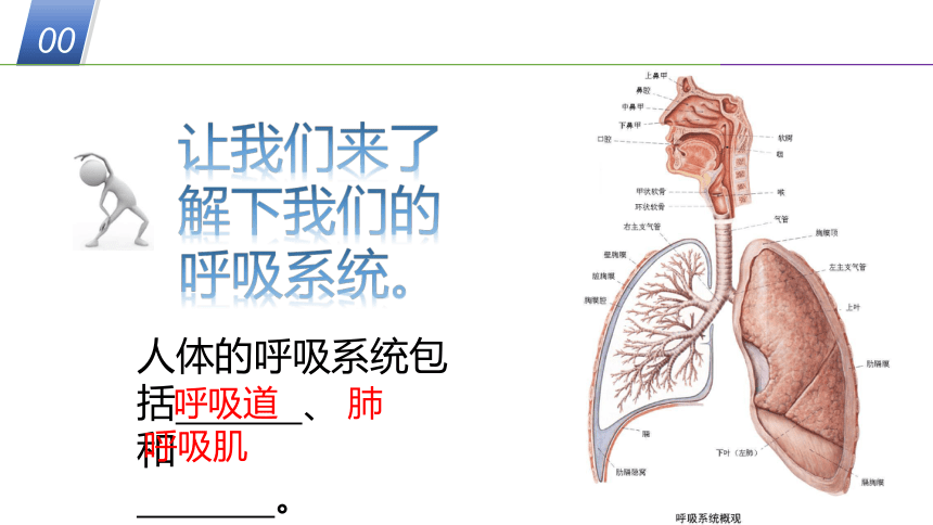 华师大版科学八年级上册 5.2人体的呼吸（1 人体呼吸系统的组成）（课件 32张PPT）