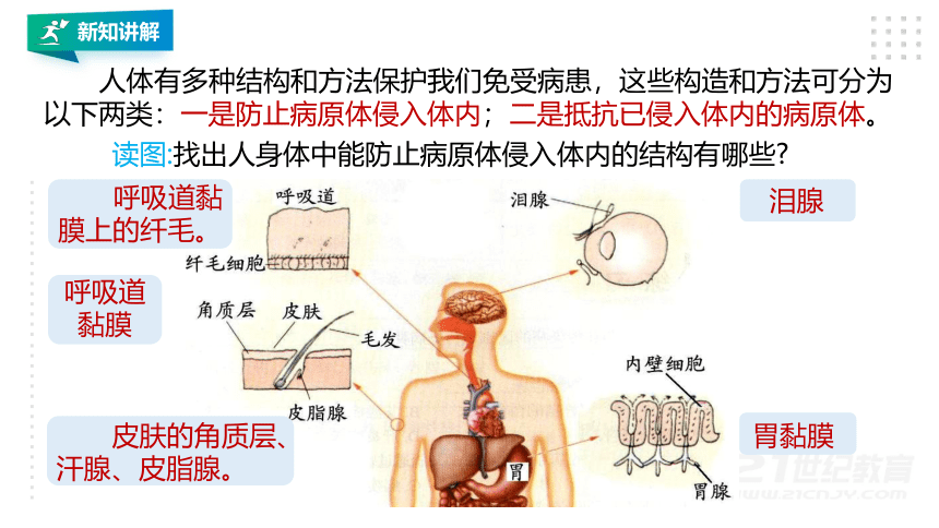 第3节 身体的防卫（第1课时）(课件 23张PPT）
