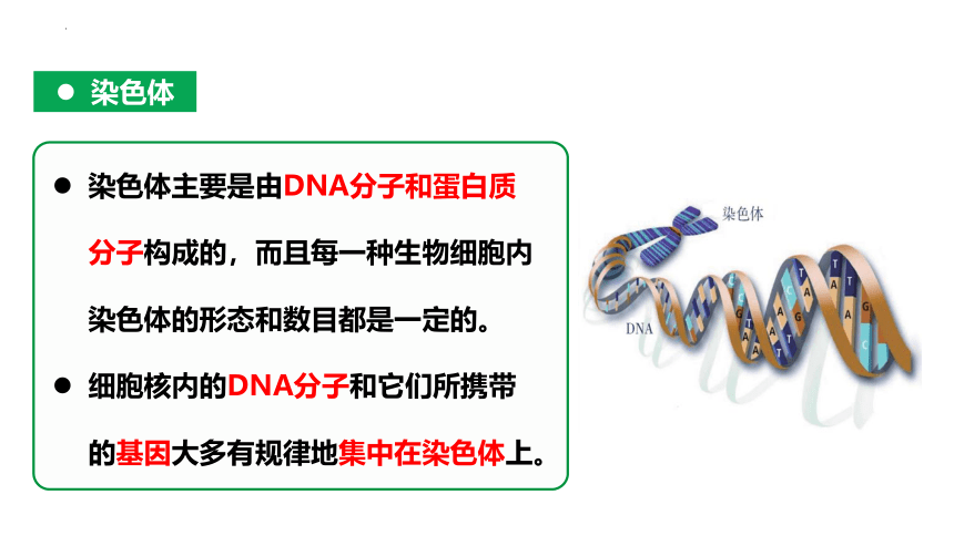 7.2.2基因在亲子代间的传递课件(共28张PPT)2022-2023学年人教版生物八年级下册