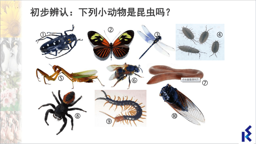 5.12.2 昆虫课件(共28张PPT＋内嵌视频1个)七年级生物下册（苏科版）