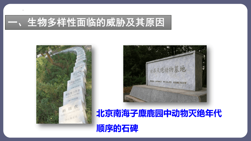 6.3 保护生物的多样性 课件(共41张PPT)2023-2024学年人教版生物八年级上册