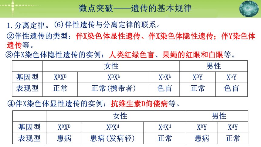 2024届高三生物二轮复习：微点突破 遗传的基本规律(共35张PPT)课件