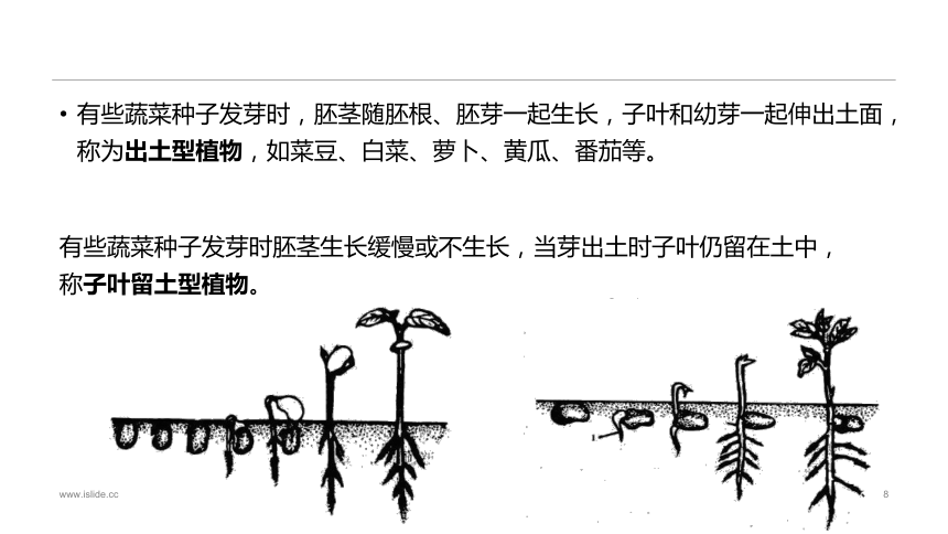 1.2.1蔬菜种子的识别 课件(共34张PPT)-《蔬菜生产技术》同步教学（中国农业出版社）