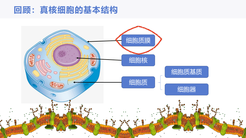 3.1 细胞由质膜包裹 课件（24张ppt）-高一生物学（沪科2020必修1）