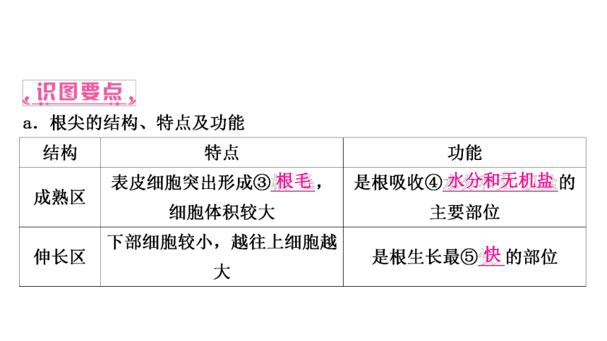 2023年人教版七年级生物上册复习专题★★第二章　被子植物的一生 课件