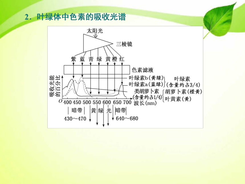 高三一轮复习：细胞代谢 第4讲 第1课时 绿叶中色素的提取、分离和光合作用的基本过程（共63张PPT）