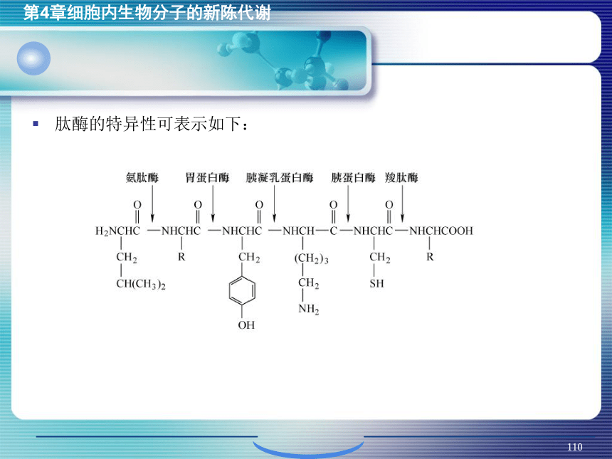 4.细胞内生物分子的新陈代谢_4 课件(共29张PPT）- 《环境生物化学》同步教学（机工版·2020）