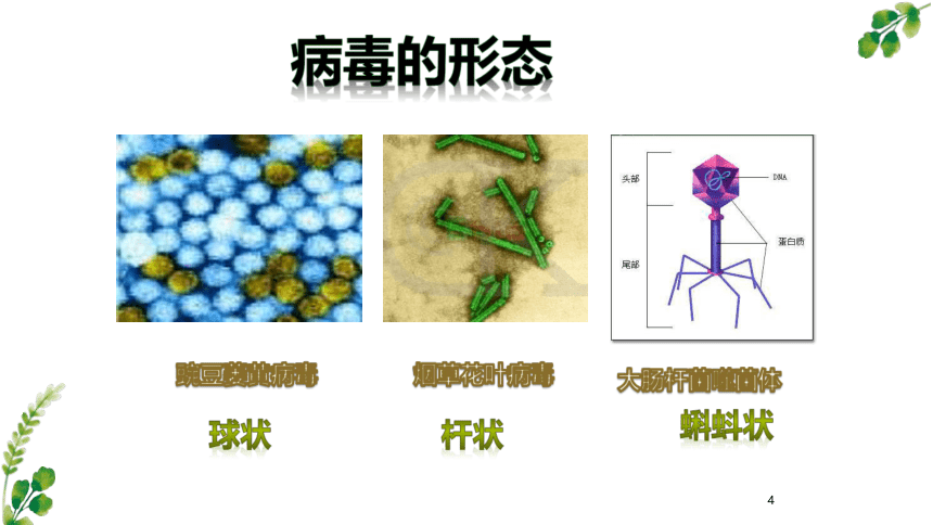 2.3生物圈中的微生物复习课件(共26张PPT)