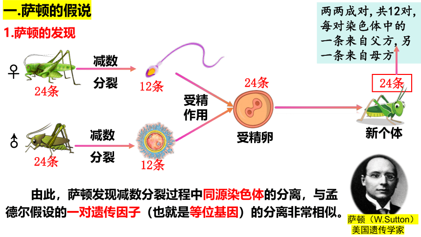 2.2 基因在染色体上课件(共42张PPT)-2023-2024学年高一下学期生物人教版必修2