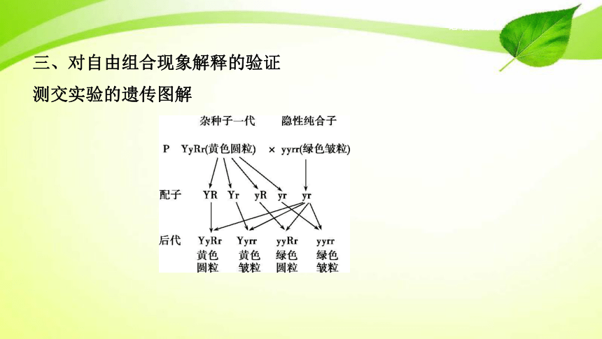 高考生物专题课件15：基因的自由组合定律（共53张PPT）