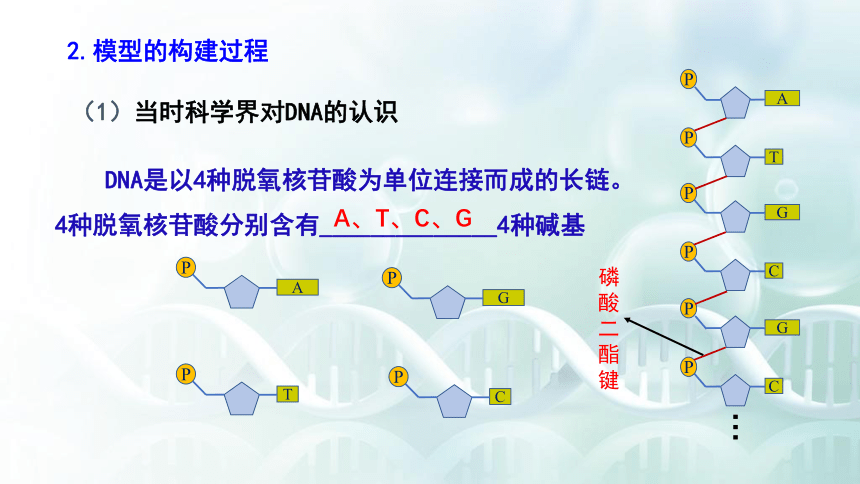 2020-2021学年高一生物（人教版（2019）必修二）3.2 DNA的结构  课件（47张PPT）
