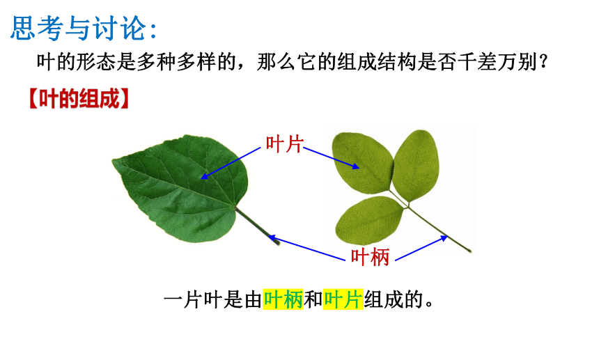 4.5.1植物的叶与蒸腾作用（课件 21张PPT）