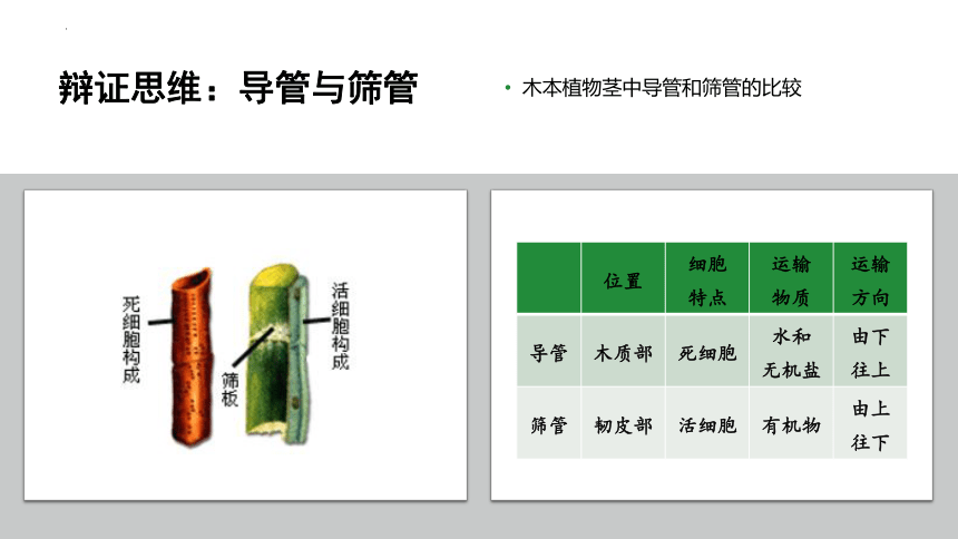 专题06 绿色植物与生物圈的水循环（课件）-2022-2023学年七年级生物上学期期中期末考点大串讲（人教版）(共20张PPT)