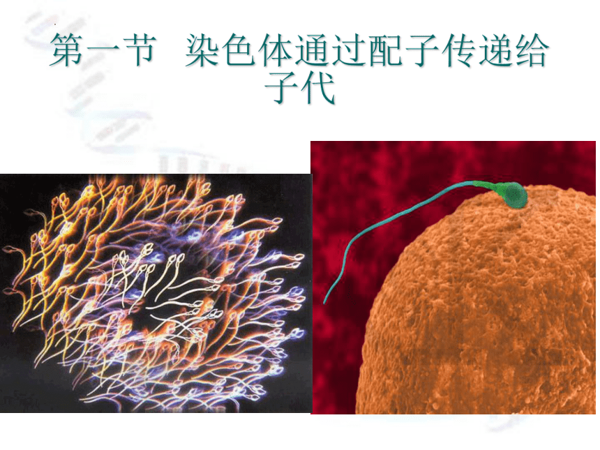 2.1染色体通过配子传递给子代  课件(共97张PPT，含2个视频) 2022-2023学年高一下学期生物浙科版必修2