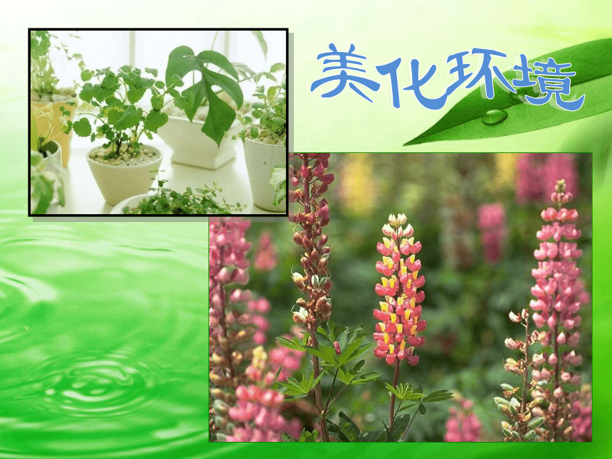 人美版（北京）  四年级下册美术课件 第12课  我们身边的植物 （223张PPT）
