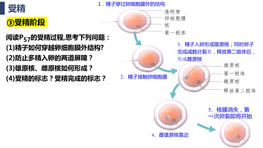 2.3.1胚胎工程课件(共57张PPT2份视频)-人教版（2019）选择性必修3