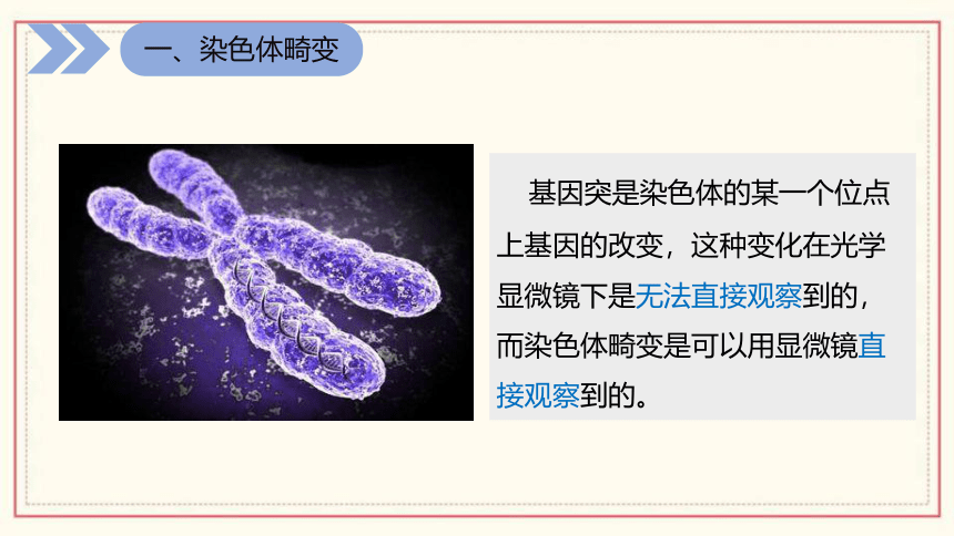 4.3 染色体畸变可能引起性状改变 (共52张PPT) 高中生物 浙科版 必修二