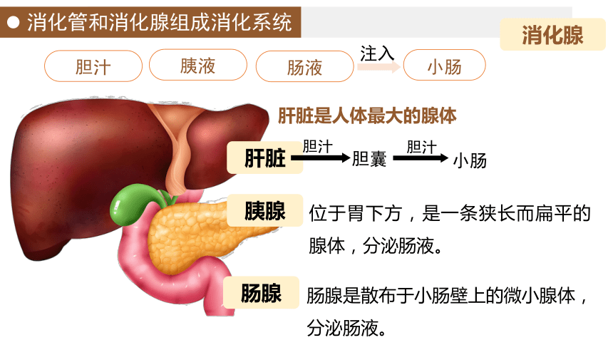 4.8.2食物的消化和营养物质的吸收课件 北师大版生物七年级下册(共26张PPT)