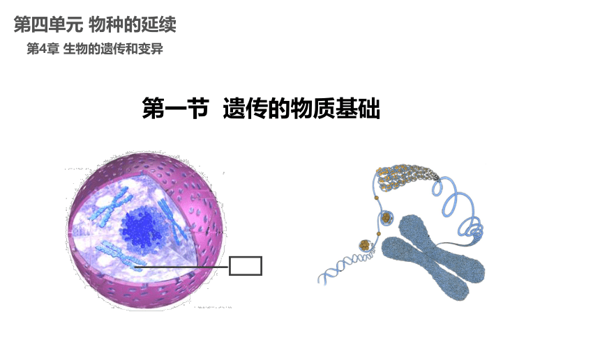 2021--2022学年济南版生物八年级上册 4.4.1遗传的物质基础课件（共25张PPT ）