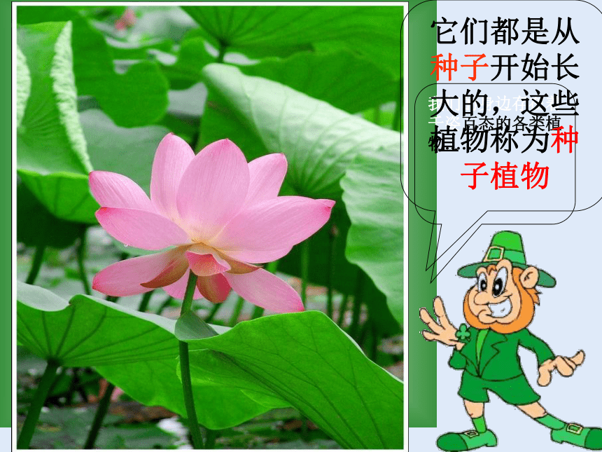 人教版七年级生物 上册 第三单元 第一章 第二节 种子植物 课件（2课时，共48张PPT）