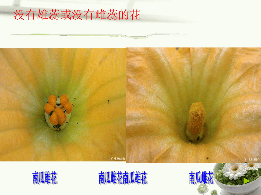 2021-2022学年人教版七年级生物上册3.2.3 开花和结果  课件(共31张PPT)