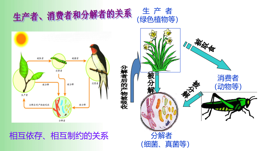 2021——2022学年人教版七年级生物上册1.2.2 生物与环境组成生态系统 课件（21张PPT）