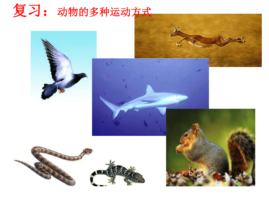 北师大版八年级上册生物 15.2动物运动的形成 课件(共17张PPT)