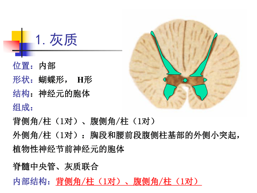 11.神经系统-2   课件(共30张PPT) - 《畜禽解剖生理学》同步教学（高教版）