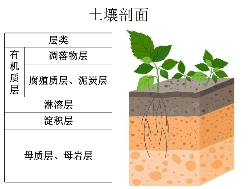 2.6土壤的主要形成因素课件(共19张PPT)