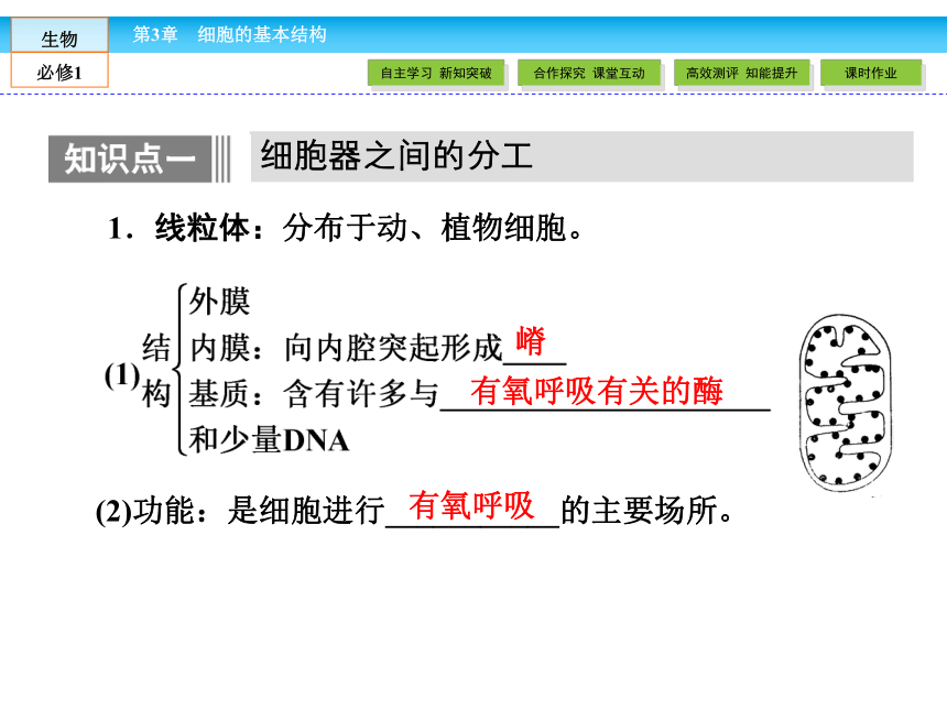 （人教版）高中生物必修一：3.2《细胞器——系统内的分工合作》课件（共 78张PPT）