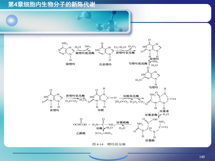 4.细胞内生物分子的新陈代谢_5 课件(共62张PPT）- 《环境生物化学》同步教学（机工版·2020）