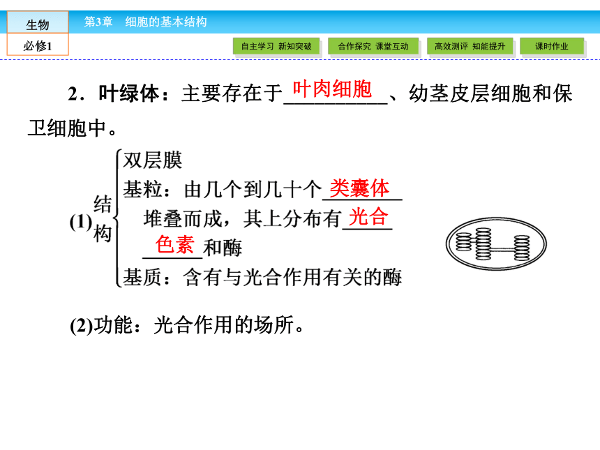 （人教版）高中生物必修一：3.2《细胞器——系统内的分工合作》课件（共 78张PPT）