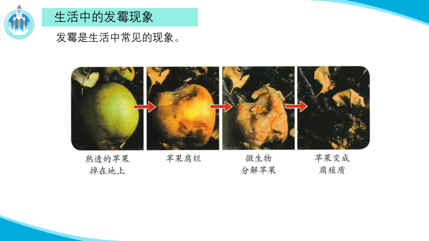 2.1 发霉和发酵 课件（24张PPT）