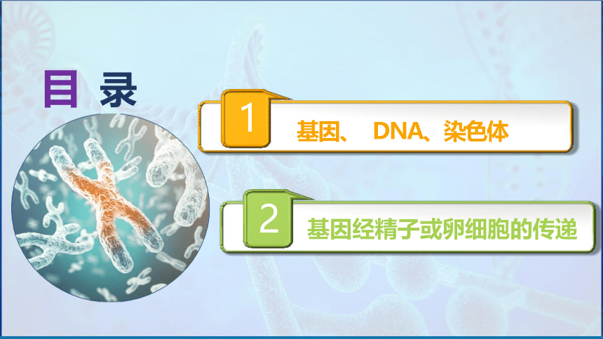 7.2.2基因在亲子代间的传递（第2课时）课件(共26张PPT)人教版八年级生物学下册