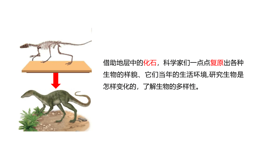 青岛版（六三制2017秋） 六年级上册1.3.灭绝的生物（含练习）课件(共13张PPT)