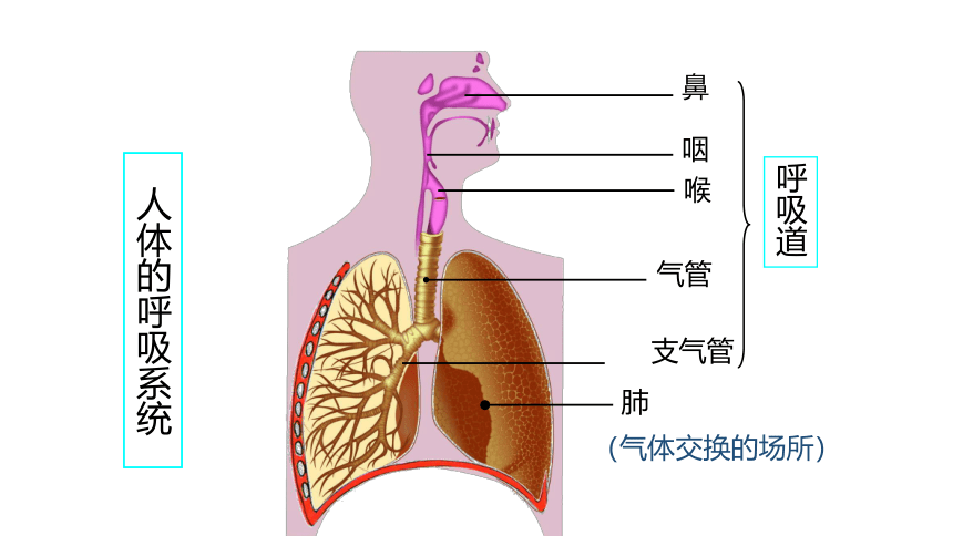 第3单元第7章第2节《人体的呼吸》课件(共24张PPT)