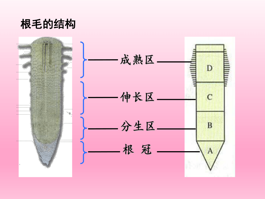 人教版七年级生物上册 3.2.2植株的生长课件(共38张PPT)