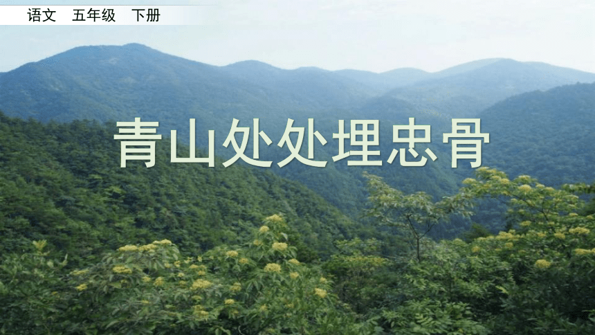 10《青山处处埋忠骨》课件(共28张PPT)