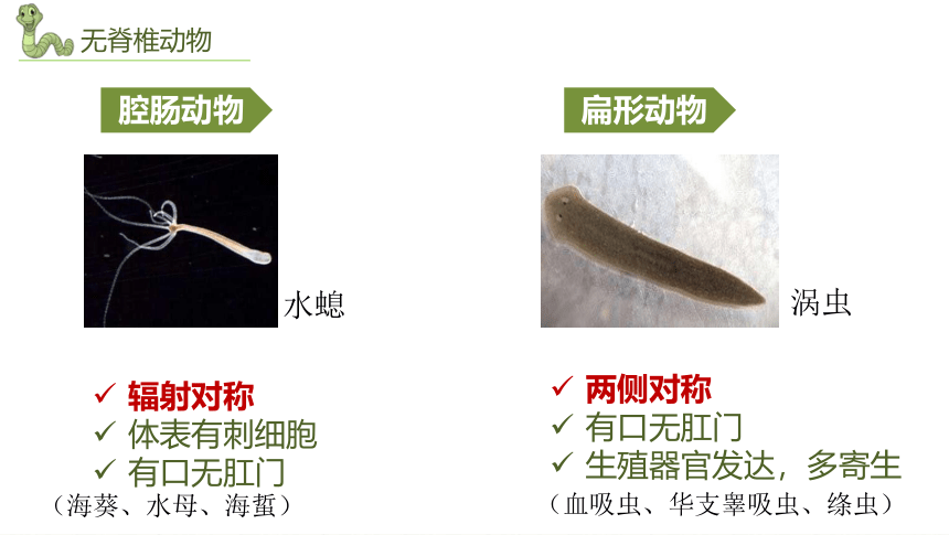 2022-2023学年人教版生物八年级上册 期末复习 课件 (共44张PPT)