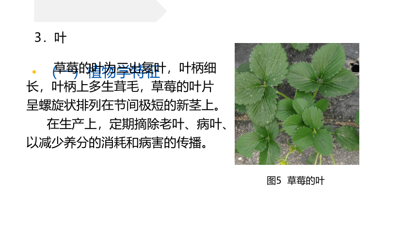 10.2草莓生产-任务资讯 课件(共16张PPT)-《蔬菜生产技术》同步教学（中国农业出版社）