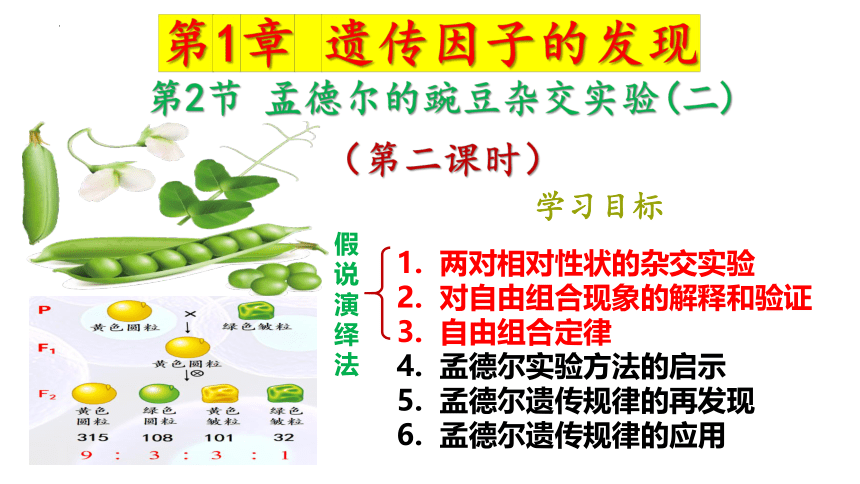 1.2孟德尔的豌豆杂交实验（二）第2课时课件（20张ppt）2022-2023学年高一下学期生物人教版（2019）必修2