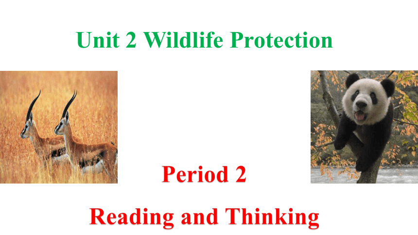 人教版（2019）必修第二册Unit 2 Wildlife Protection Reading and Thinking 课件(共46张PPT，内嵌视频)