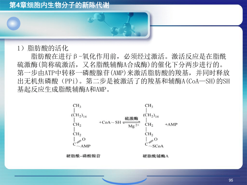 4.细胞内生物分子的新陈代谢_3 课件(共14张PPT）- 《环境生物化学》同步教学（机工版·2020）