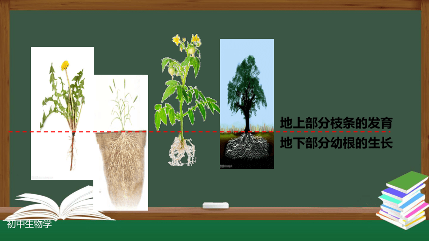 3.2.2 植株的生长-课件(共30张PPT)