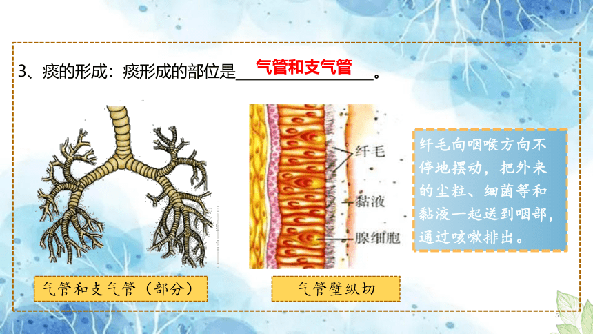 人体的呼吸 课件 (共20张PPT) 2023年中考生物一轮复习（全国通用）